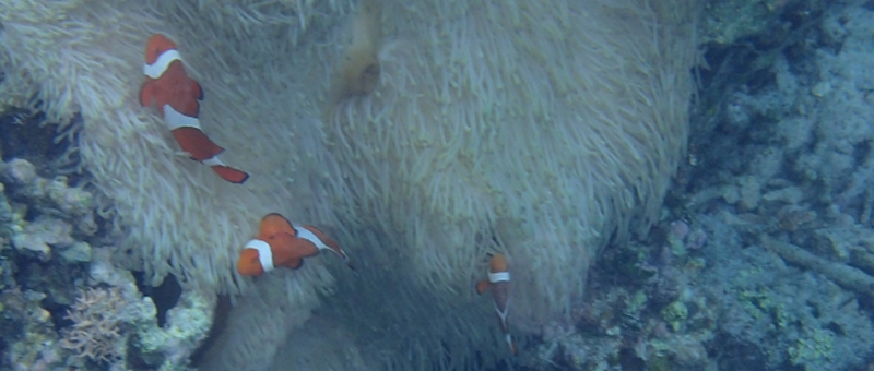 �D�P�O�E�D�P���b�S�Ă̏����֗t�_�T�v���I�y�}�J-junsui-�i�����j�z
���T�C�g